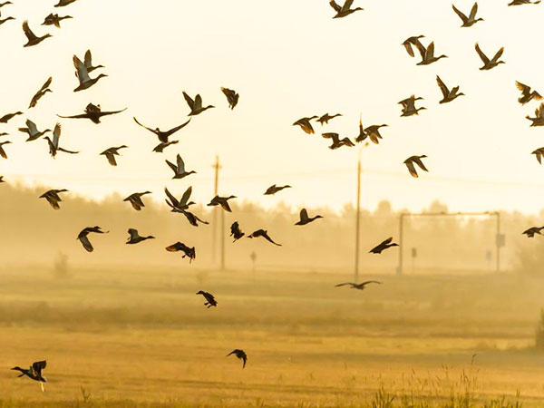 15086068 - many birds flying in the sky, nature series allontanamento-volatili-su-tetti-carpi